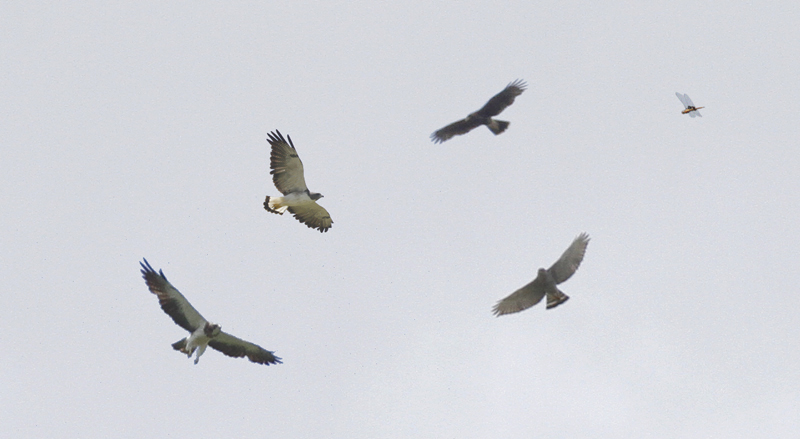 Quick! How fast can you ID soaring things over south Texas? Photo by Bill Hubick.
