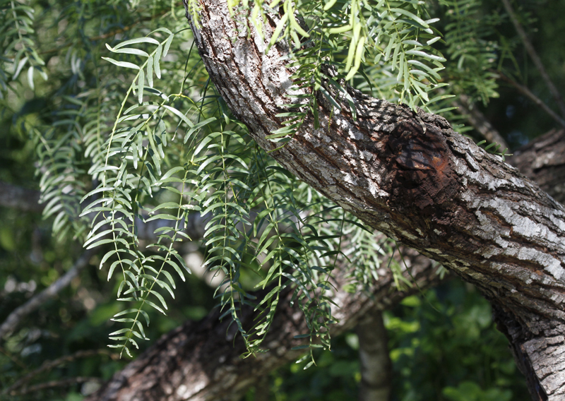 Honey Mesquite - one of the most widespread and conspicuous trees in the Rio Grande Valley. Photo by Bill Hubick.