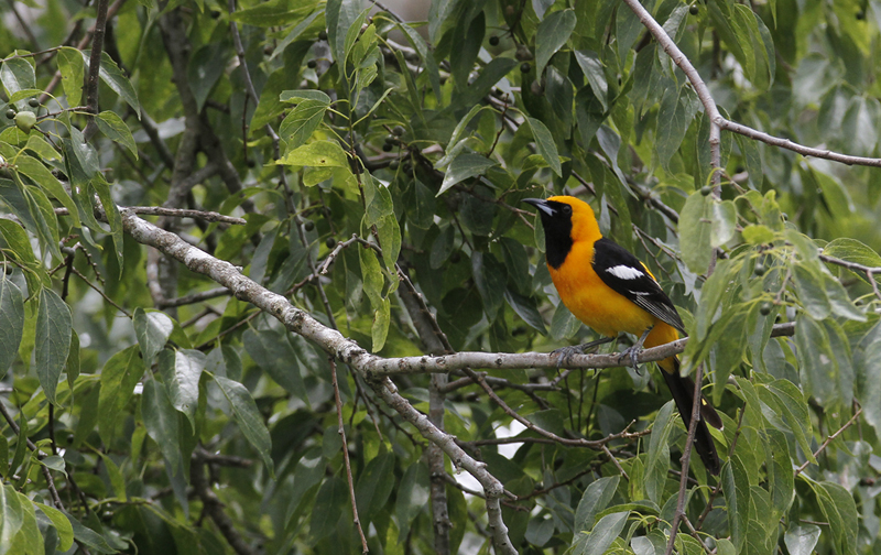 A male Hooded Oriole at Sabal Palm Sanctuary, Texas (5/30/2015). Photo by Bill Hubick.