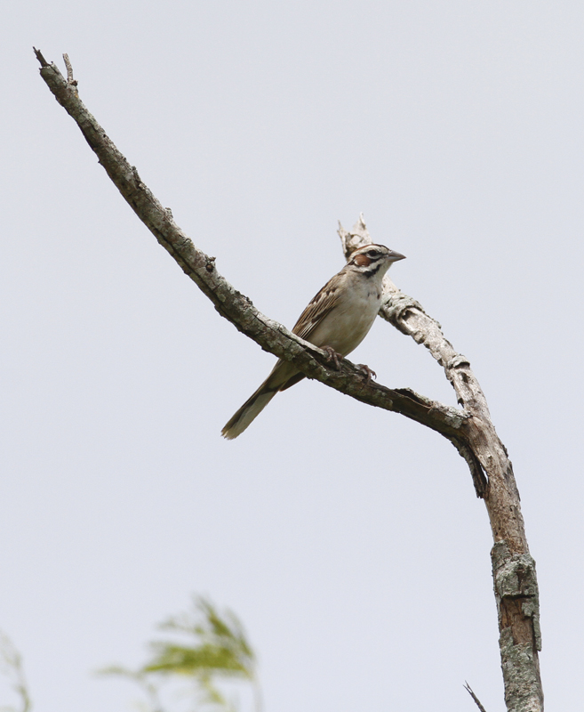 A Lark Sparrow in Cameron Co., Texas (5/30/2015). Photo by Bill Hubick.