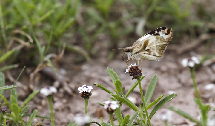 A Laviana White-Skipper in Hidalgo Co., Texas (5/31/2015). Photo by Bill Hubick.