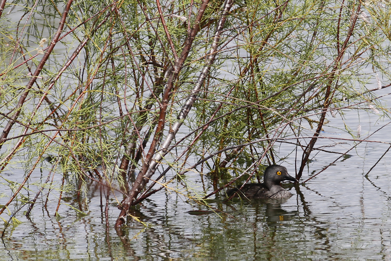 A Least Grebe in Hidalgo Co., Texas (6/2/2015). Photo by Bill Hubick.