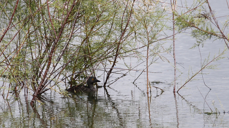 A Least Grebe in Hidalgo Co., Texas (6/2/2015). Photo by Bill Hubick.