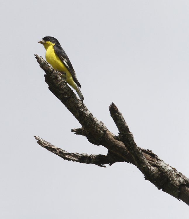 A male Lesser Goldfinch at Santa Ana NWR, Texas (6/1/2015). Photo by Bill Hubick.