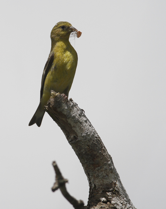 A female Lesser Goldfinch at Santa Ana NWR, Texas (6/1/2015). Photo by Bill Hubick.