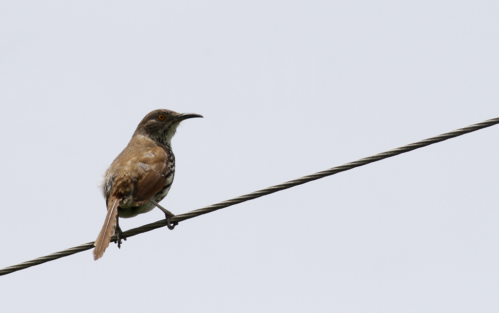 A Long-billed Thrasher at Sabal Palm Sanctuary, Texas (5/30/2015). Photo by Bill Hubick.