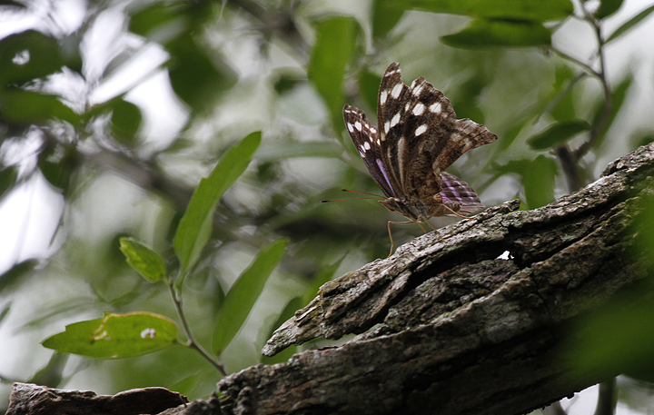 A worn Mexican Bluewing in Hidalgo Co., Texas (5/31/2015). Photo by Bill Hubick.