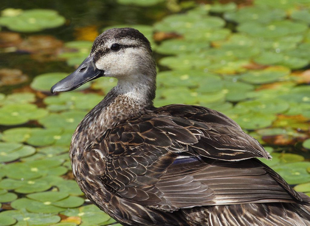 A Mexican Mallard in Cameron Co., Texas (5/30/2015). Photo by Bill Hubick.