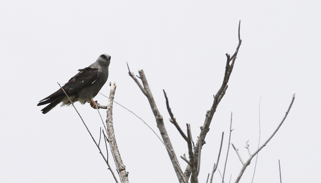 A lingering Mississippi Kite in Cameron Co., Texas (5/30/2015). Photo by Bill Hubick.