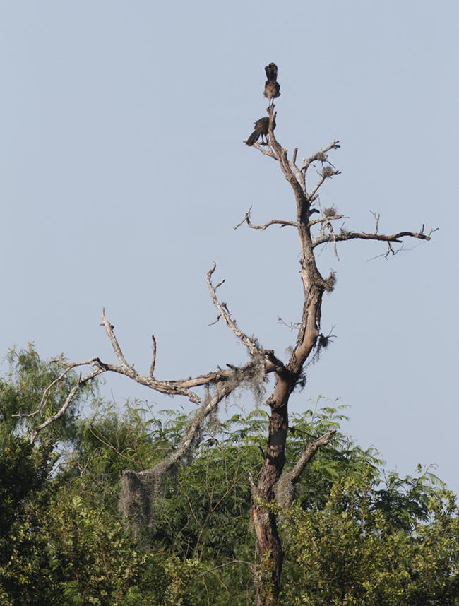 Plain Chachalacas greeting the dawn in Hidalgo Co., Texas (6/1/2015). Photo by Bill Hubick.