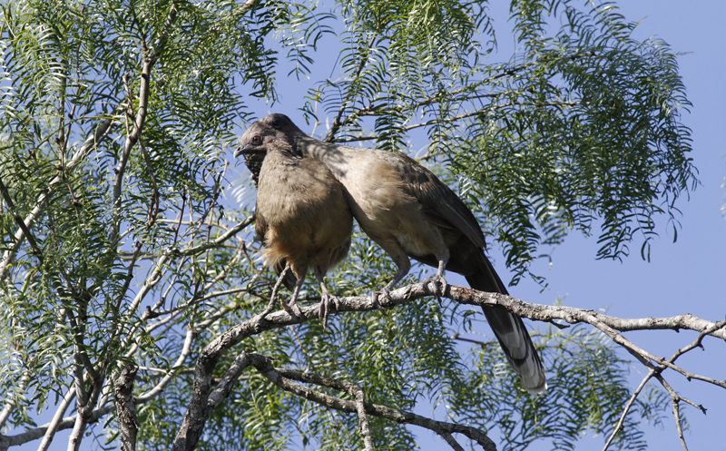 Plain Chachalacas bonding and proclaiming their domain in Hidalgo Co., Texas (6/2/2015). Photo by Bill Hubick.