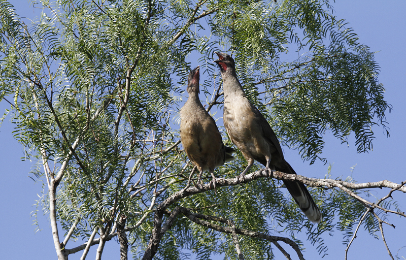 Plain Chachalacas bonding and proclaiming their domain in Hidalgo Co., Texas (6/2/2015). Photo by Bill Hubick.
