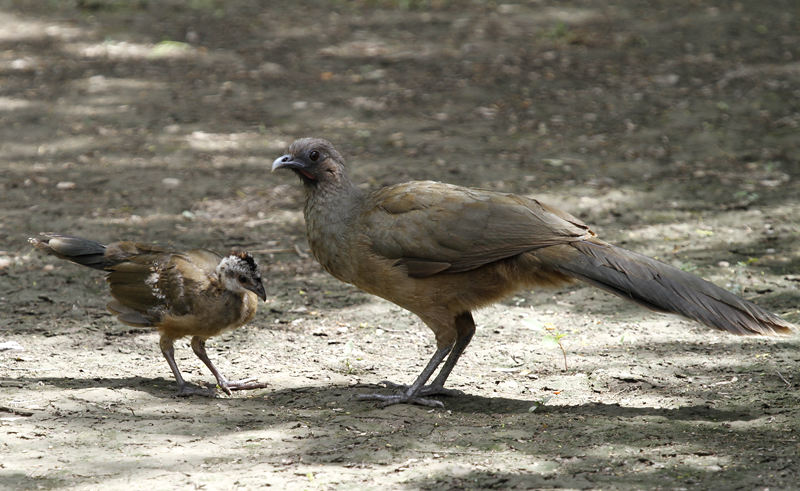 A juvenile Plain Chachalaca in Hidalgo Co., Texas (6/1/2015). Photo by Bill Hubick.