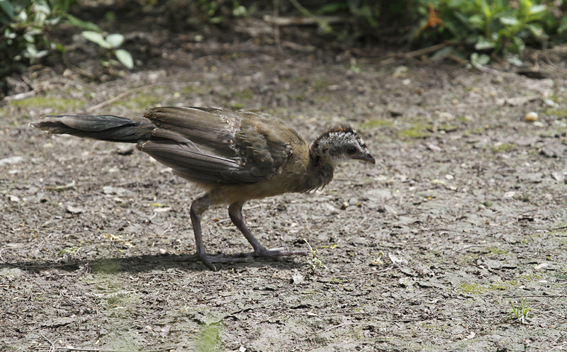 A juvenile Plain Chachalaca in Hidalgo Co., Texas (6/1/2015). Photo by Bill Hubick.