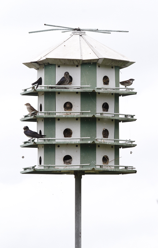 Uncommon neighbors--Purple Martins sharing a martin house with House Sparrows at Estero Llano Grande State Park, Texas (5/31/2015). Photo by Bill Hubick.