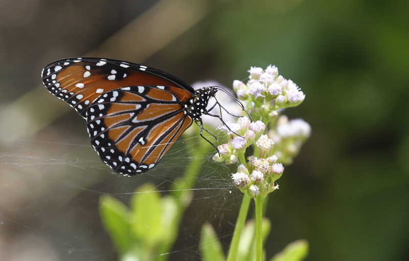 A Queen in Hidalgo Co., Texas (6/1/2015). Photo by Bill Hubick.