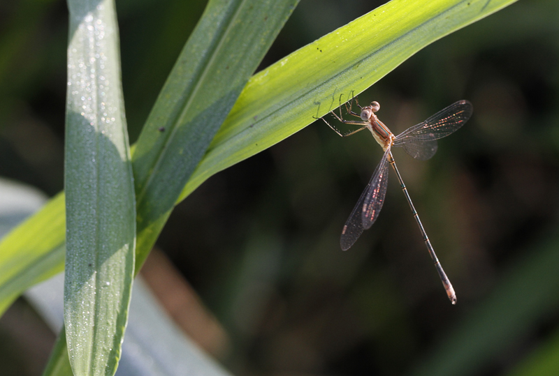 A Rainpool Spreadwing in Hidalgo Co., Texas (6/1/2015). Photo by Bill Hubick.