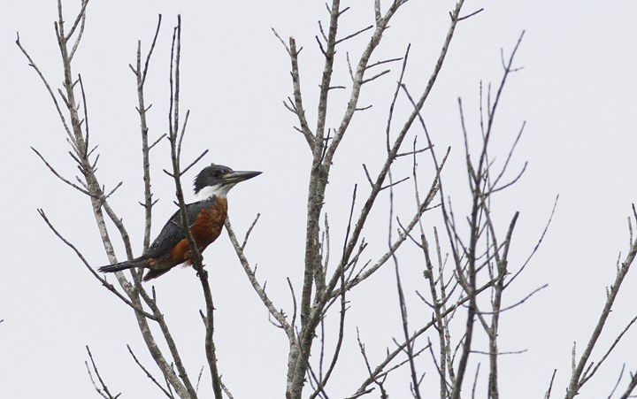 A Ringed Kingfisher in Cameron Co., Texas (5/31/2015). Photo by Bill Hubick.