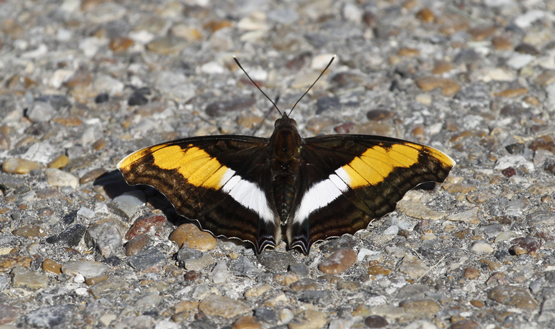 A Silver Emperor in Hidalgo Co., Texas (6/2/2015). Photo by Bill Hubick.