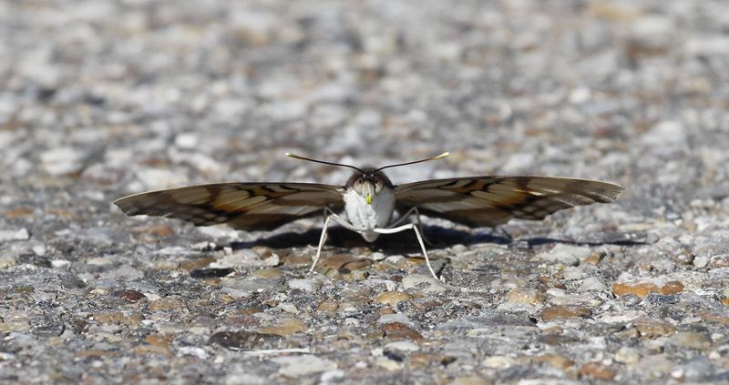 A Silver Emperor in Hidalgo Co., Texas (6/2/2015). Photo by Bill Hubick.