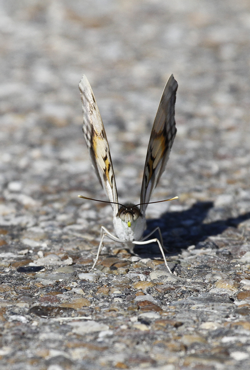 A Silver Emperor in Hidalgo Co., Texas (6/2/2015). Photo by Bill Hubick.