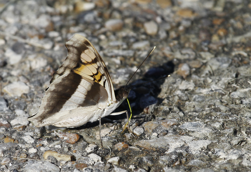 A Silver Emperor in Hidalgo Co., Texas (6/2/2015). Photo by Bill Hubick.