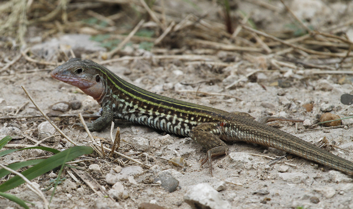 A Texas Spotted Whiptail in Hidalgo Co., Texas (5/31/2015). Photo by Bill Hubick.