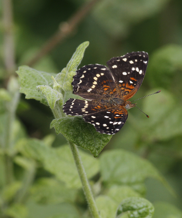 A Texan Crescent in Hidalgo Co., Texas (5/31/2015). Photo by Bill Hubick.