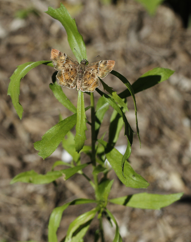 A Texas Powdered-Skipper in Hidalgo Co., Texas (6/1/2015). Photo by Bill Hubick.