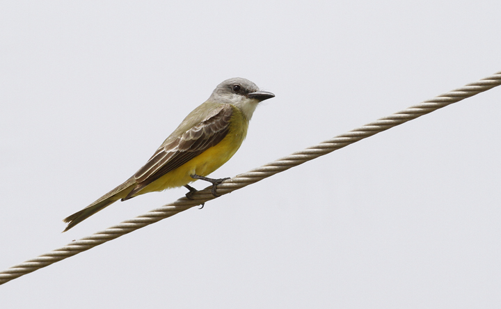 A Tropical Kingbird in Hidalgo Co., Texas (5/31/2015). <br />This species has become much more common and widespread in the Valley since my initial visits. Photo by Bill Hubick.