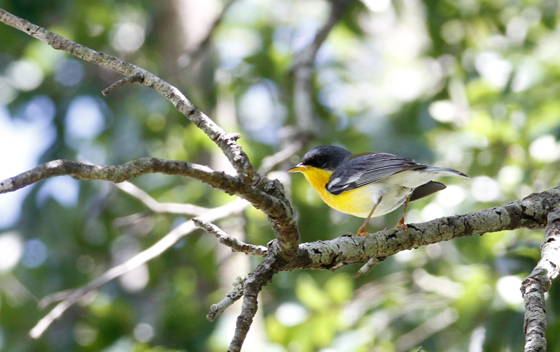 A Tropical Parula at Anzalduas Park in Hidalgo Co., Texas (6/2/2015). Photo by Bill Hubick.