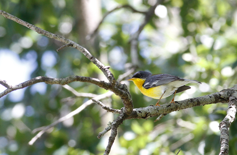 A Tropical Parula at Anzalduas Park in Hidalgo Co., Texas (6/2/2015). Photo by Bill Hubick.