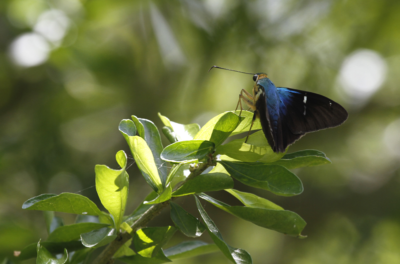 A Two-barred Flasher in Hidalgo Co., Texas (6/1/2015). Photo by Bill Hubick.