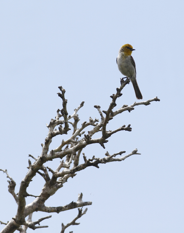 A Verdin at Santa Ana NWR, Texas (6/1/2015). Photo by Bill Hubick.