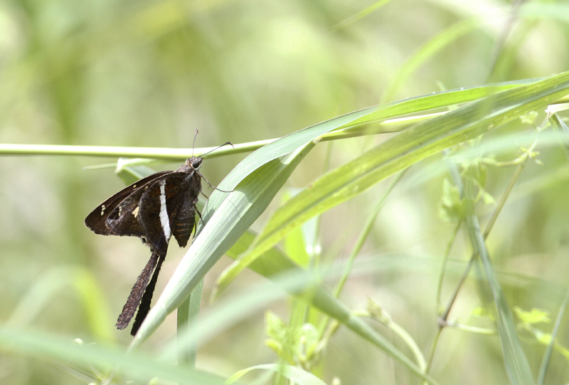 A White-striped Longtail in Cameron Co., Texas (5/302/2015). Photo by Bill Hubick.