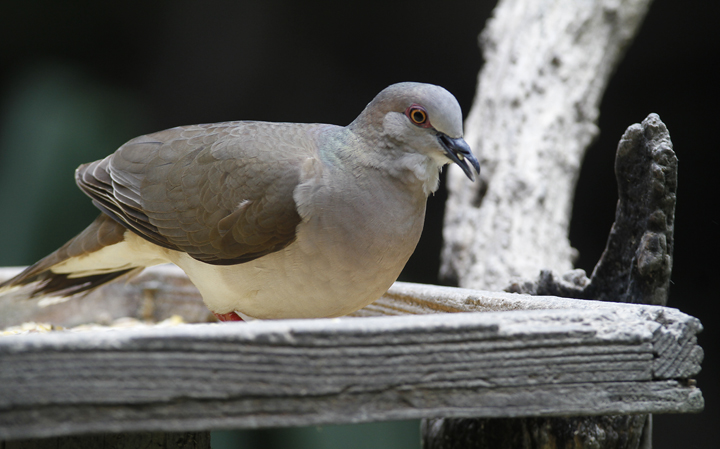 A White-tipped Dove at Sabal Palm Sanctuary, Texas (5/30/2015). Photo by Bill Hubick.