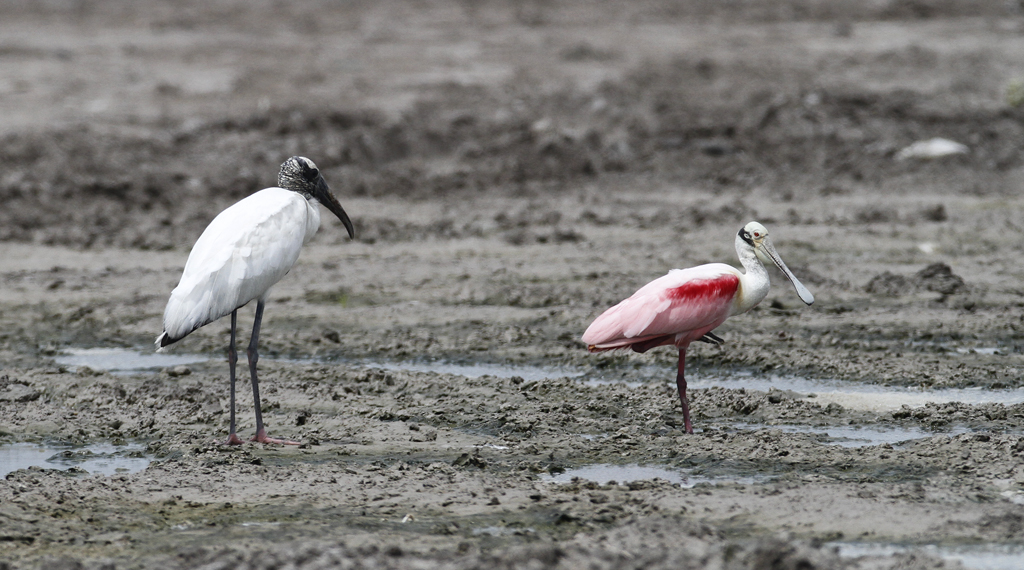 A Wood Stork and a Roseate Spoonbill in Cameron Co., Texas (5/30/2015). Photo by Bill Hubick.