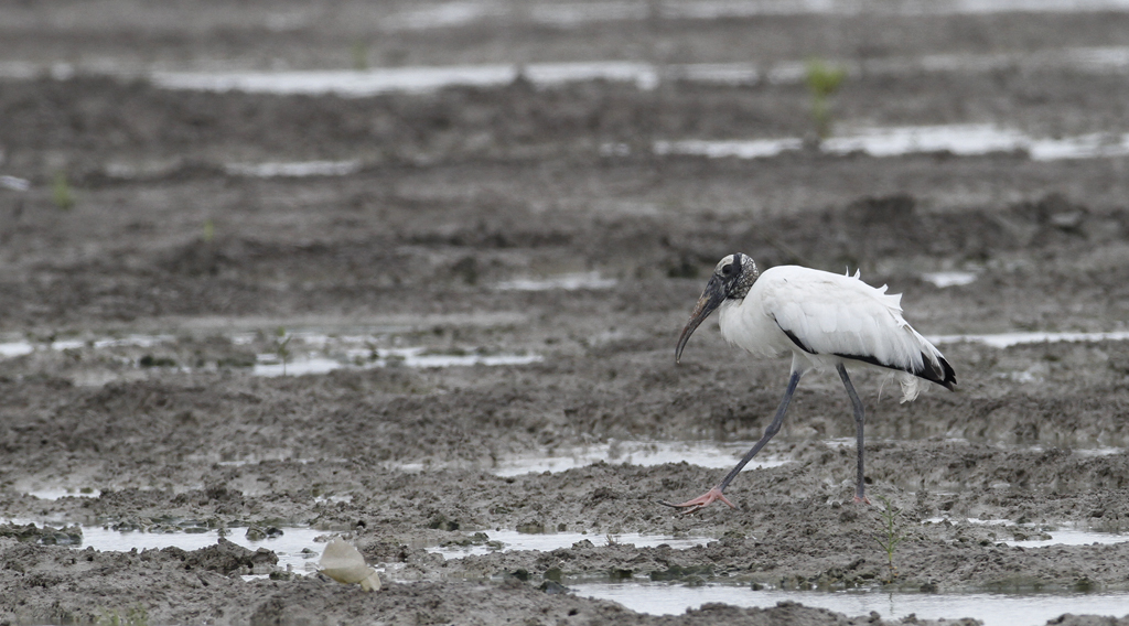 A recently arrived Wood Stork in Cameron Co., Texas (5/30/2015). Photo by Bill Hubick.