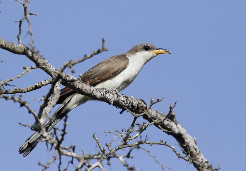 A Yellow-billed Cuckoo in Hidalgo Co., Texas (6/1/2015). Photo by Bill Hubick.