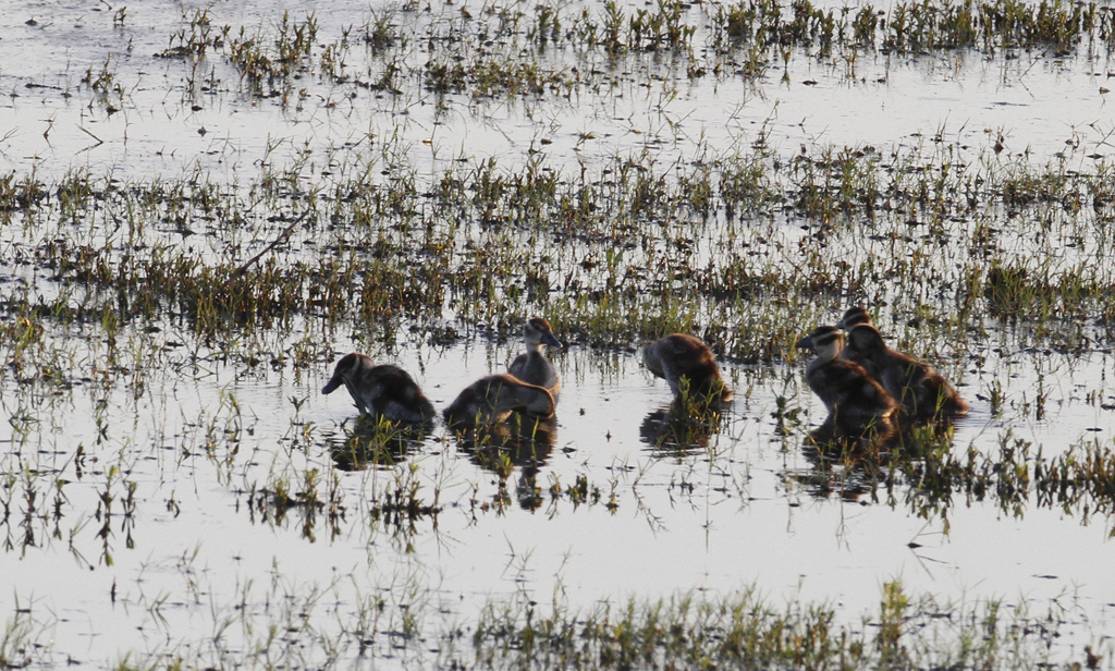 Baby Black-bellied Whistling-Ducks at dusk in Hidalgo Co., Texas (6/2/2015). Photo by Bill Hubick.