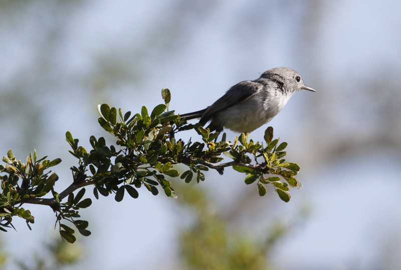 A Black-tailed Gnatcatcher in the desert scrub of Starr Co., Texas (6/2/2015). Photo by Bill Hubick.