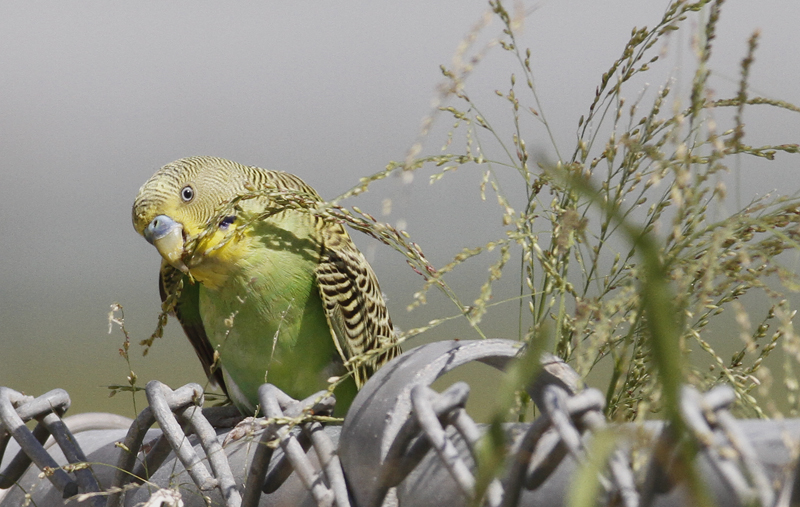 A Budgerigar forages on grass seeds in Hidalgo Co., Texas (6/2/2015). Photo by Bill Hubick.