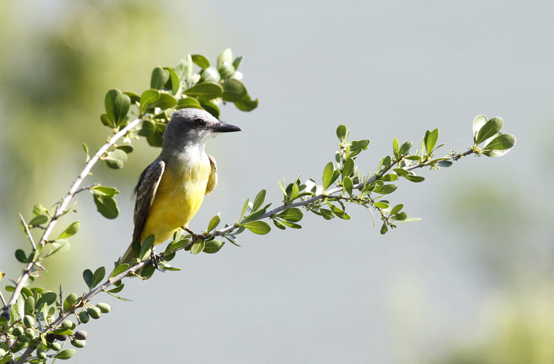 A Couch's Kingbird at Roma Bluffs, Texas (6/2/2015). Photo by Bill Hubick.