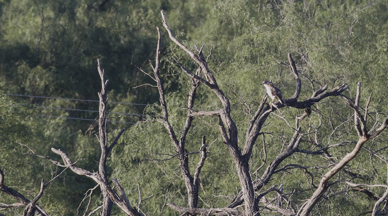 An immature Gray Hawk across the Rio Grande River in Tamaulipas, Mexico (6/2/2015). Photo by Bill Hubick.