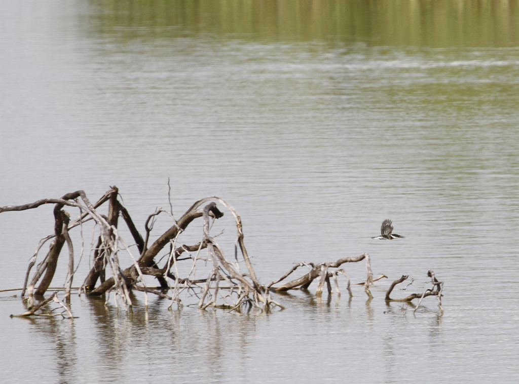 A Green Kingfisher in Hidalgo Co., Texas (6/2/2015). Photo by Bill Hubick.