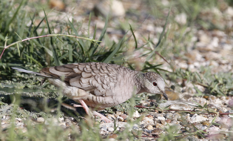 An Inca Dove in Starr Co., Texas (6/2/2015). Photo by Bill Hubick.