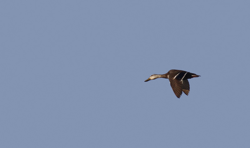 A Mexican Mallard in flight over Tamaulipas, Mexico (6/2/2015). Photo by Bill Hubick.
