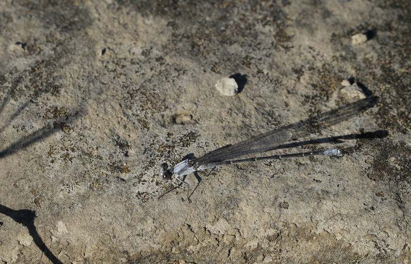 A Powdered Dancer along the Rio Grande River in Starr Co., Texas (6/2/2015). Photo by Bill Hubick.