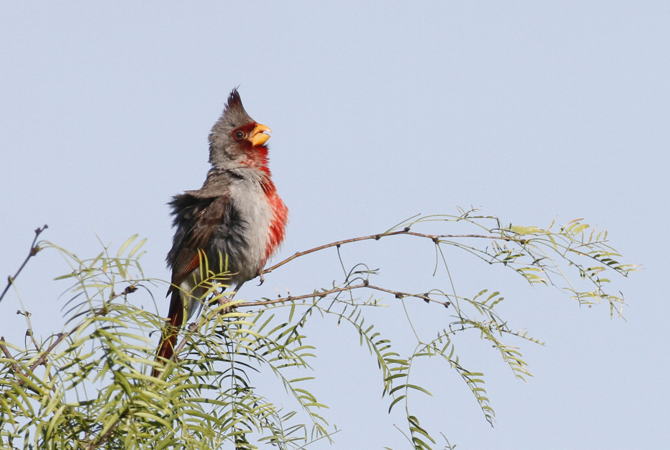A singing male Pyrrhuloxia in Starr Co., Texas (6/2/2015). Photo by Bill Hubick.