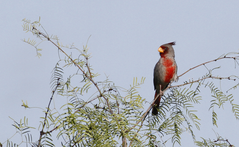 A singing male Pyrrhuloxia in Starr Co., Texas (6/2/2015). Photo by Bill Hubick.